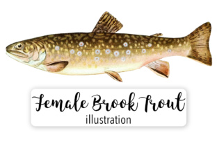 Adult Female Brook Trout Watercolor Illustration Review