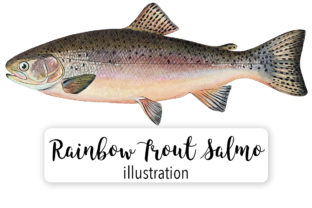 Adult Male Rainbow Trout Salmo Irideus Watercolor Illustration Review