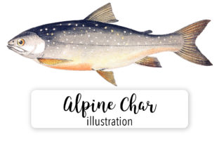 Alphine Char Watercolor: A Versatile Illustration for Creative Projects