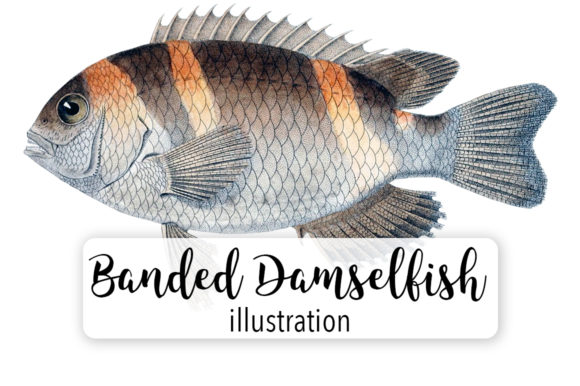 Banded Damselfish Watercolor: A Versatile Illustration for Crafters
