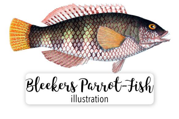 Bleekers Parrot Fish Watercolor Illustration for Creative Projects