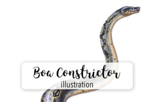 Boa Constrictor Watercolor Embroidery Design Review