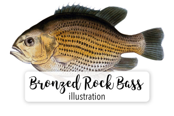 Bronzed Rock Bass Fish Watercolor Svg Review for Real Projects