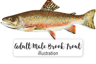 Brook Trout Watercolor for Embroidery Projects