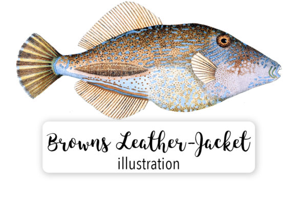 Browns Tooth Brush Leather Jacket Watercolor Review
