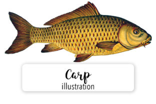 Carp Watercolor: A Versatile Illustration for Creative Designers