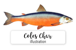 Char Fish Watercolor Illustrations for Creative Projects