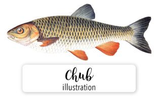 Chub Watercolor: A Versatile Illustration for Content Publishing