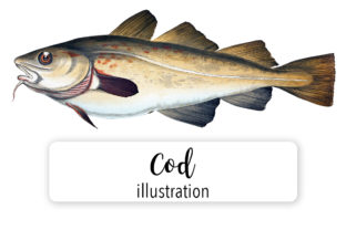 Cod Watercolor Embroidery Design Review