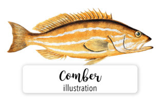 Comber Watercolor: A Versatile Illustration Asset for Creative Projects