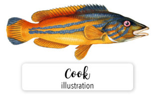 Cook Watercolor: A Versatile Illustration for Modern Branding