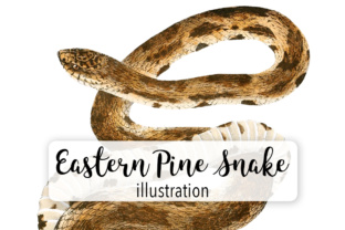 Eastern Pine Snake Watercolor Illustrations for Content Publishing