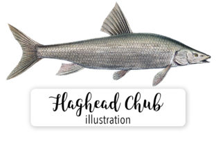 Flaghead Chub Watercolor: A Versatile Illustration for Content Creators