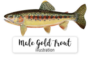 Gold Trout of Soda Creek Watercolor Illustration for Local Branding