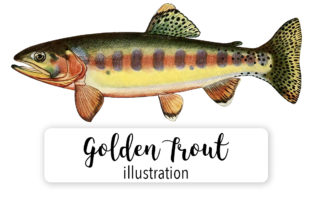 Golden Trout Illustration: A Watercolor Asset for Local Branding
