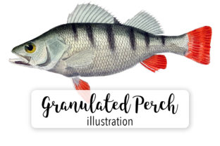 Granulated Perch Watercolor: A Versatile Illustration for Crafters and Etsy Sellers