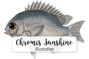 Olive Chromis Watercolor Fish Illustration for Branding and Packaging