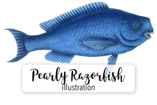 Pearly Razorfish Watercolor: A Versatile Illustration for Modern Branding