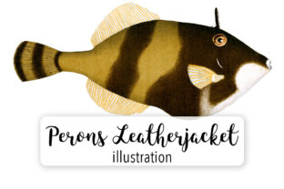 Perons Leatherjacket Watercolor for Illustrations