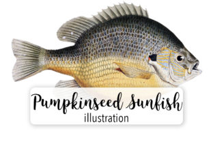 Pumpkinseed Sunfish Watercolor: A Fresh Illustration for Creative Projects