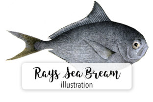 Rays Sea Bream Watercolor Illustration for Digital Sellers