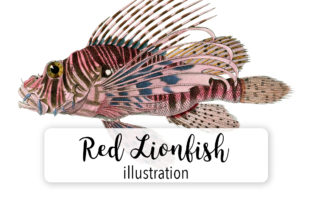 Red Lionfish Watercolor Illustrations for Strong Brand Communication