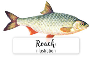 Roach Watercolor: A Unique Illustration for Creative Sellers