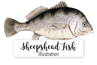 Sheepshead Watercolor for Branding and Illustrations