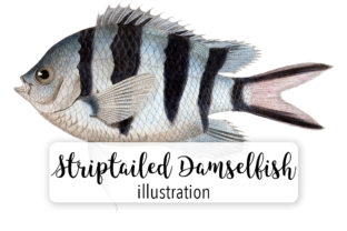 Striptailed Damselfish Watercolor: A Versatile Illustration for Digital Sellers