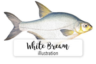 White Bream Watercolor for Branding and Illustrations