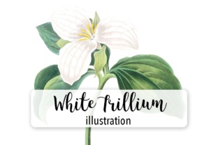 White Trillium Watercolor: A Delicate Design Asset for Creative Projects