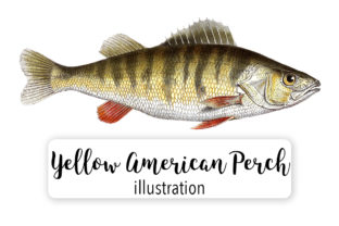 Yellow American Perch Watercolor Svg – A Vibrant Illustration for Creative Marketing
